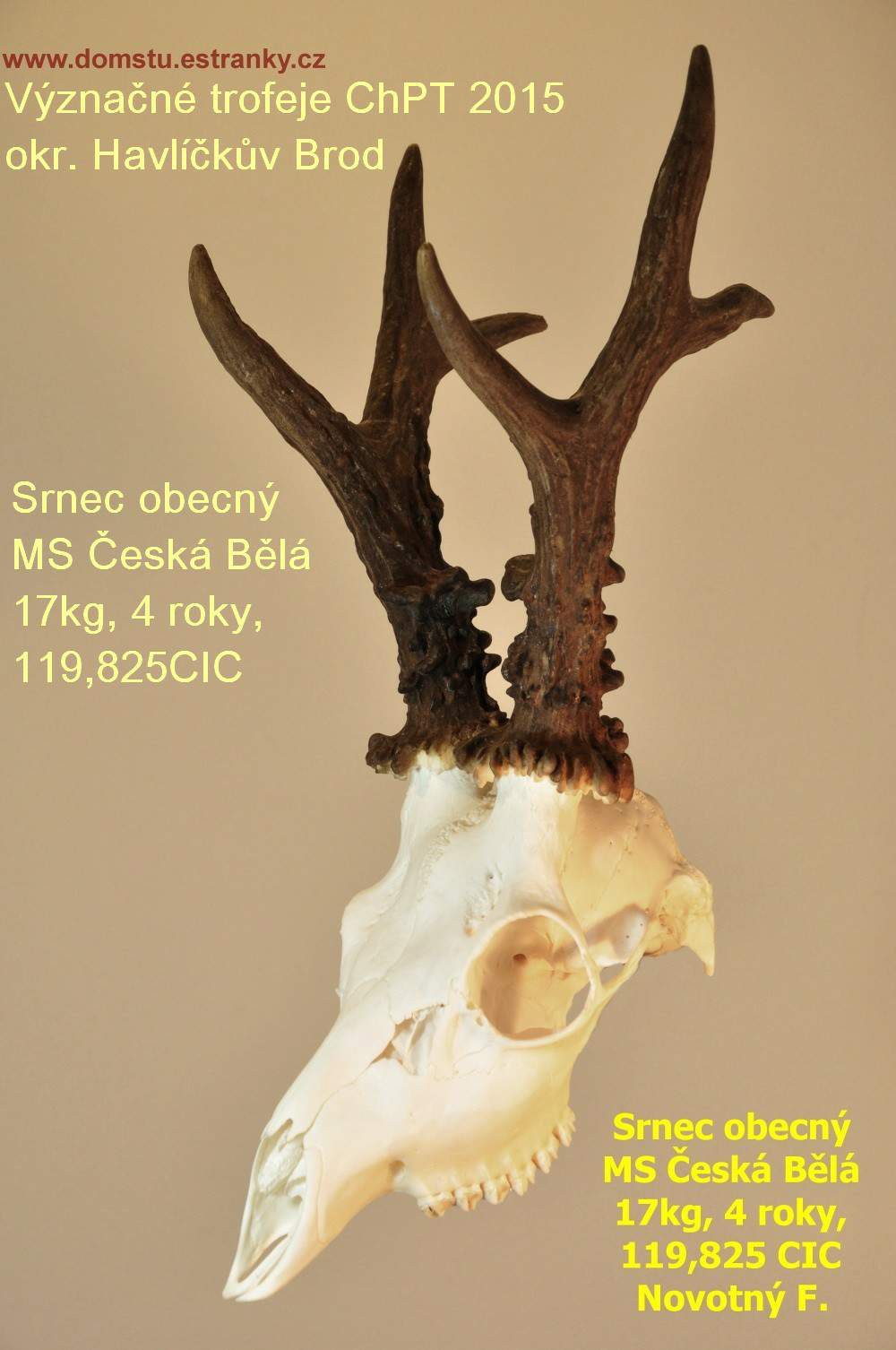 srnec-obecny-ms-ceska-bela-17kg--4-roky--119-825cic-novotny-e.jpg